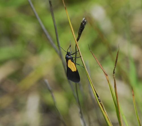 Nyctochroa basiplaga