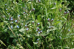 Anchusa thessala