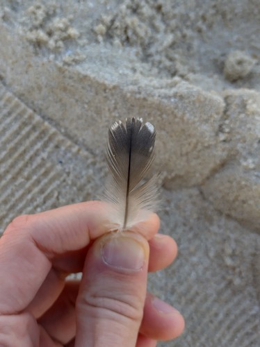 Plume de Plongeon catmarin