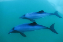 Cephalorhynchus