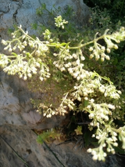 Galium judaicum