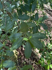 Zanthoxylum schreberi