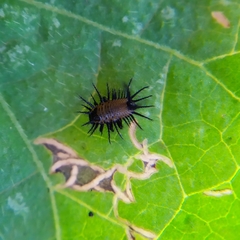 Cyrtonota thalassina