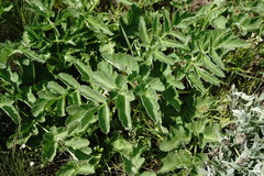 Pastinaca clausii
