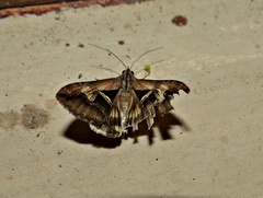 Melipotis bisinuata