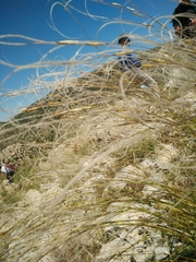 Stipa arabica
