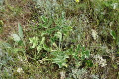 Pastinaca clausii