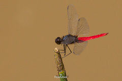 Planiplax phoenicura