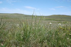 Agropyron cimmericum
