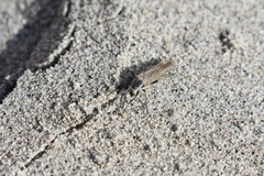 Graptostylus dolosus