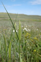 Agropyron cimmericum