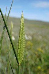 Agropyron cimmericum