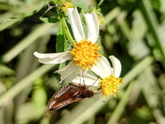 Ginungagapus ranesus