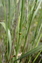 Agropyron cimmericum