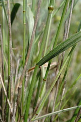 Agropyron cimmericum