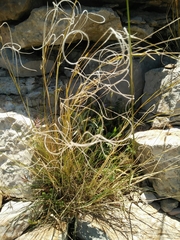 Stipa arabica