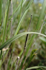 Agropyron cimmericum