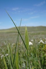 Agropyron cimmericum