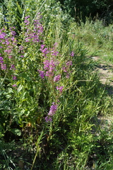 Lythrum virgatum