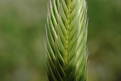 Agropyron cimmericum