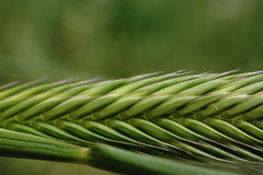 Agropyron cimmericum