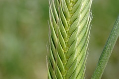 Agropyron cimmericum