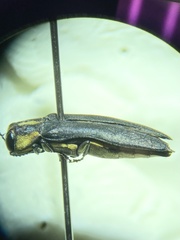 Agrilus audax
