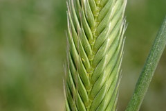 Agropyron cimmericum