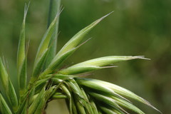 Agropyron cimmericum