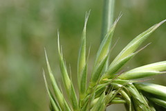 Agropyron cimmericum