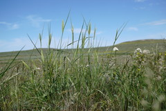 Agropyron cimmericum