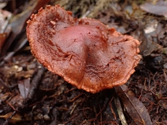 Cortinarius quercoarmillatus