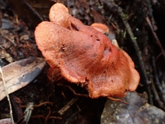 Cortinarius quercoarmillatus