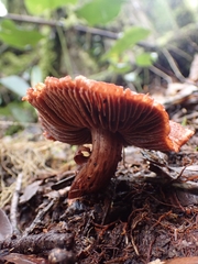 Cortinarius quercoarmillatus