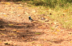 Malurus cyaneus cyanochlamys