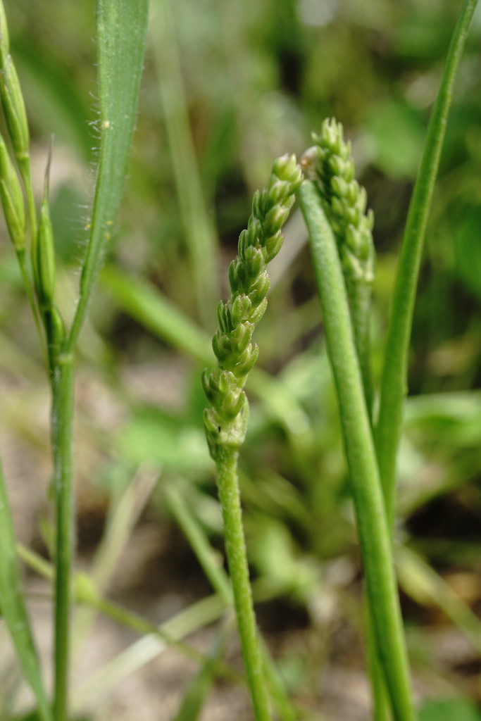 Sparse-flowered Plantain