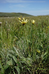 Tragopogon pusillus