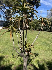 Aloidendron