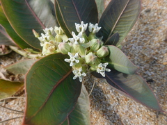 Asclepias × aequicornu