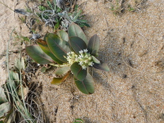 Asclepias × aequicornu