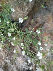 Arenaria deflexa
