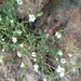 Bent Sandwort - Photo (c) דבורה שיצר, some rights reserved (CC BY-NC), uploaded by דבורה שיצר