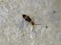 Entomobrya albocincta