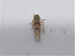 Linnavuoriana decempunctata