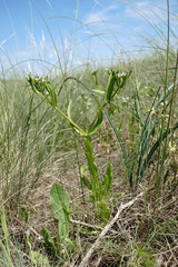 Valerianella pontica