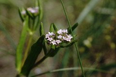 Valerianella pontica