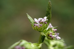 Valerianella pontica