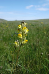 Linaria macroura