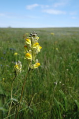 Linaria macroura
