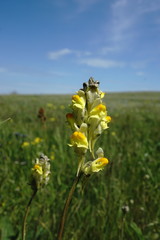 Linaria macroura